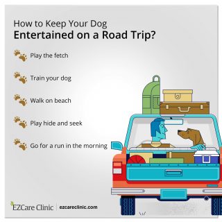 Games to play with dog